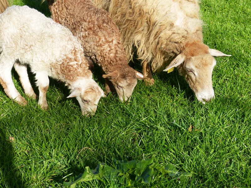 Ferme Etxeberria Itxassou Gereziak LORE 2014 029 Site IGNA