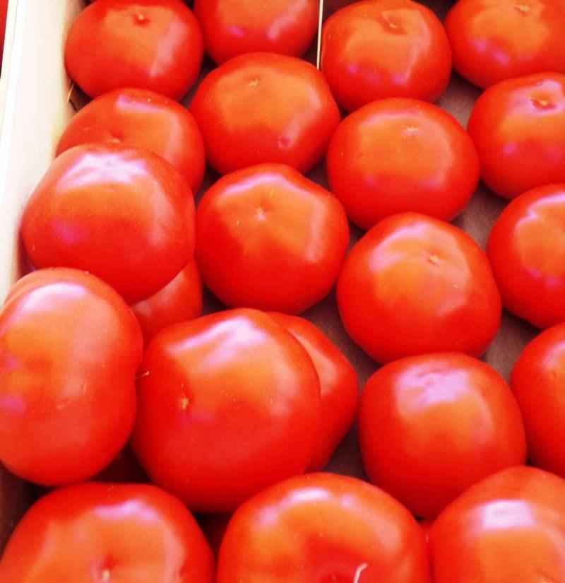 La pomme d’amour de Marmande : la tomate